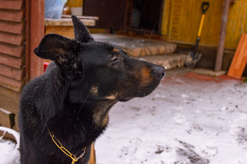 The black dog enjoys fluffy snow.