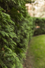 long green wall with thuja near the meadow. place for text. selective focus