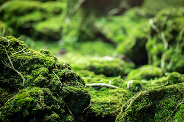 Beautiful Bright Green moss grown up cover the rough stones and on the floor in the forest. Show...