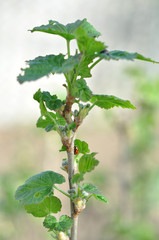 beetle сoccinellidae on the young shoots of currants in the spring