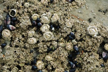 Barnacles New Zealand beach