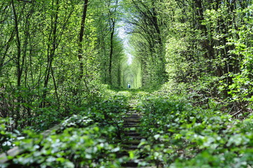 the tunnel of love in the spring