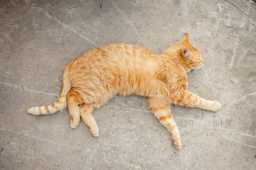 The red cat lies on the asphalt with closed eyes. Orange cat sleeping.red tabby sleeping on the street. The cat is warm in the sun.
