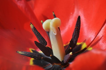 Burgundy tulip pistil. Inside of a red tulip