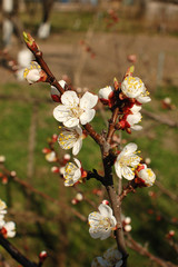 apricot flowering. blooming branch of apricot tree close-up in sunlight