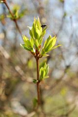 Young shoots of lilac in the spring. A branch of lilac with young leaves on sun. fly on the leaf