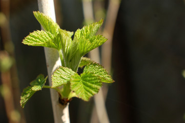 The young raspberries sprout out. Young raspberry leaves in the sun