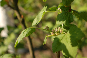 Fototapeta premium Young leaves on a branch of black currant on a blurred background in early spring. Black currant twig with sprouts. Horizontal photo. Branch of currants with green leaves and flowers close-up.
