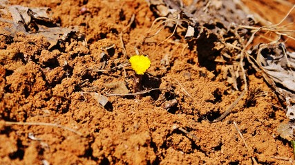 Lone mother-and-stepmother flower on clay soil