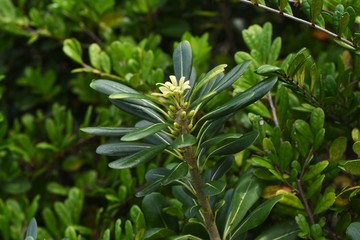Pittosporum tobira (Japanese cheesewood) / Pittosporaceae evergreen shrub and seasise plants.