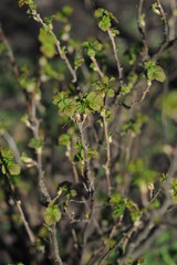 Fototapeta premium Young leaves on a branch of black currant on a blurred background in early spring. Black currant bush with sprouts. Vertical photo. Branch of currants with green leaves and flowers close-up.