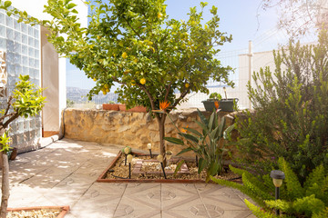 Fototapeta na wymiar Landscaping with lemon tree and exotic flowers. View of a cozy modern garden terrace design.