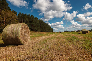 Field with straw in the rollers against the blue sky