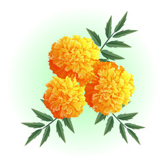yellow marigold flowers isolated on white vector