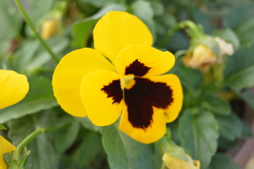 Pansies of all kinds, Algeria, Africa.