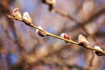 Flowering willow branches against the blue sky