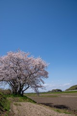青空に映える桜