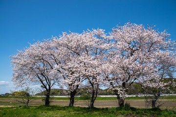 青空に映える桜