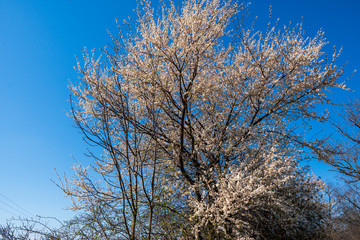 Blossoming cherry tree in spring