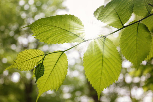 Green spring wet forest with paths and streams
