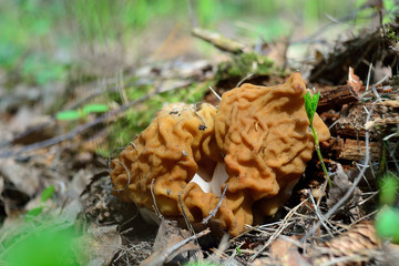 spring forest mushrooms (Gyromitra gigas), the first spring mushroom
