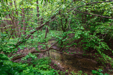 Green spring wet forest with paths and streams