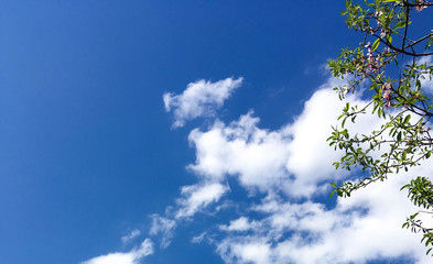 blooming peach tree on a background of blue sky. little green leaves and flowers on a peach tree in...