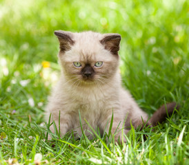 Naklejka na ściany i meble Little seal point kitten lying in a grass in the summer garden