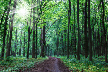 Green spring wet forest with paths and streams
