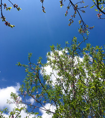 blooming peach tree on a background of blue sky. little green leaves and flowers on a peach tree in spring.