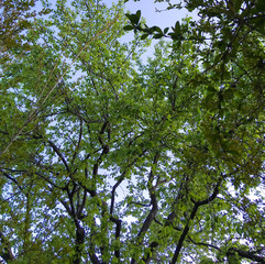 tops of apricot trees on a background of blue sky. green apricot trees in the garden