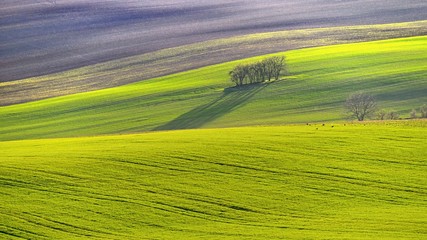Obraz premium Beautiful spring landscape with field of grass hills at sunset. Waves in nature Moravian Tuscany - Czech Republic - Europe.