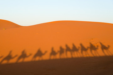 Fototapeta na wymiar Camel trip shadows in Sahara dunes, Morocco.