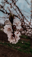 cherry tree blossom