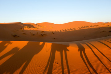 Shadows of Camel caravan in Sahara desert, Morocco.