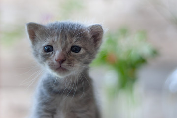 Cute gray tree-week-old kitten is looking curious. Little fluffy cat on blurry background with copy space for text. Newborn kitten, kid animals veterinary concept.