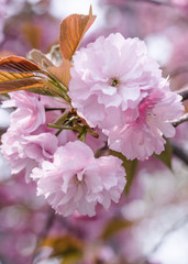 Beautiful pink cherry blossoms blooming in spring