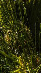 green grass background