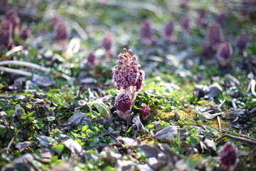 blooming Butterbur in spring/medicinal herb/spring background