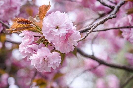 Beautiful pink cherry blossoms blooming in spring