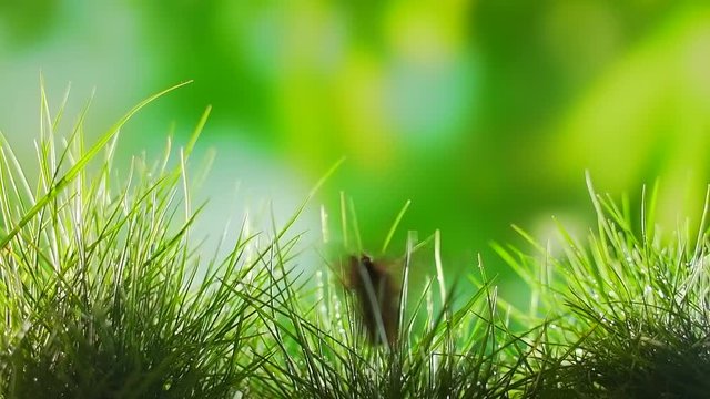 butterfly sits on grass with close up. waving wings on blurred green background.