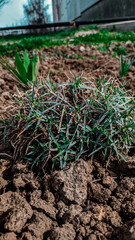 green grass in the garden