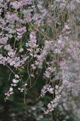 しだれ桜