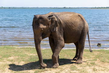 Close up of elephant eating in a Udawalawe National Park of Sri Lanka