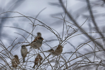 sparrow on a branch
