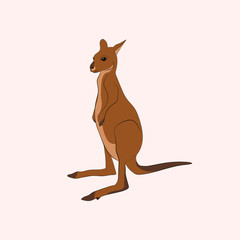 Kangaroo. kangaroo family. 
animals of Australia. vector