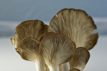 The beautiful and nutritious oyster mushroom