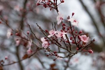 Árbol con flores