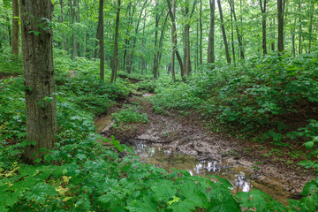 Green spring wet forest with paths and streams