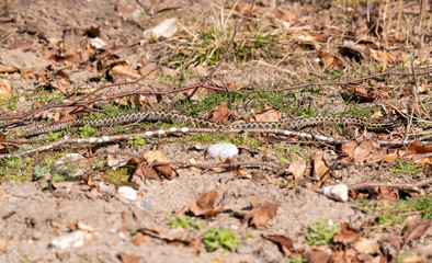 Adder Snake through the undergrowth